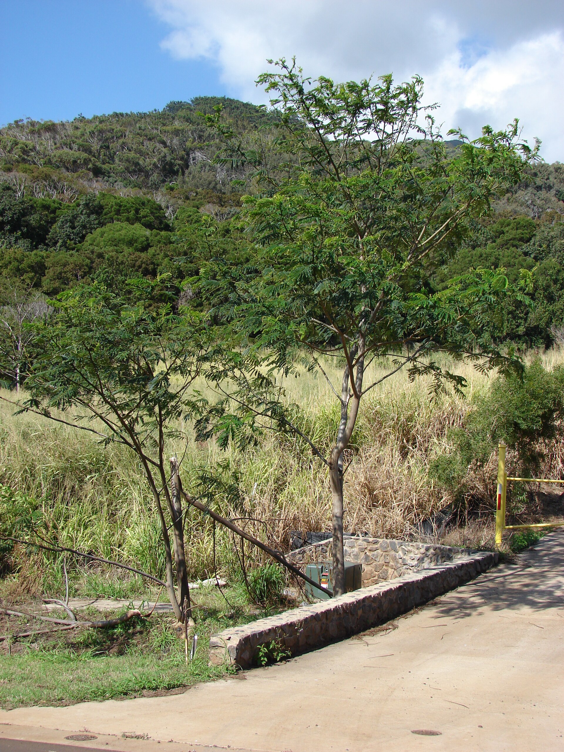 Macadamias